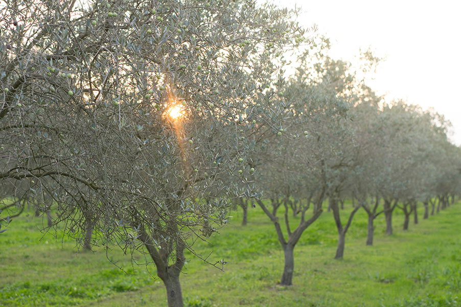 traitement-argile-olive